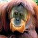 Illustration for article titled Orangutans reveal the evolutionary purpose of happiness